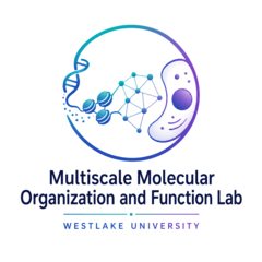 Multiscale Molecular Organization and Function Lab